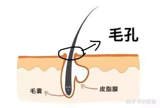 粗大黑头紫与大黑头紫的探索，舒适之美的深度解读-第2张图片