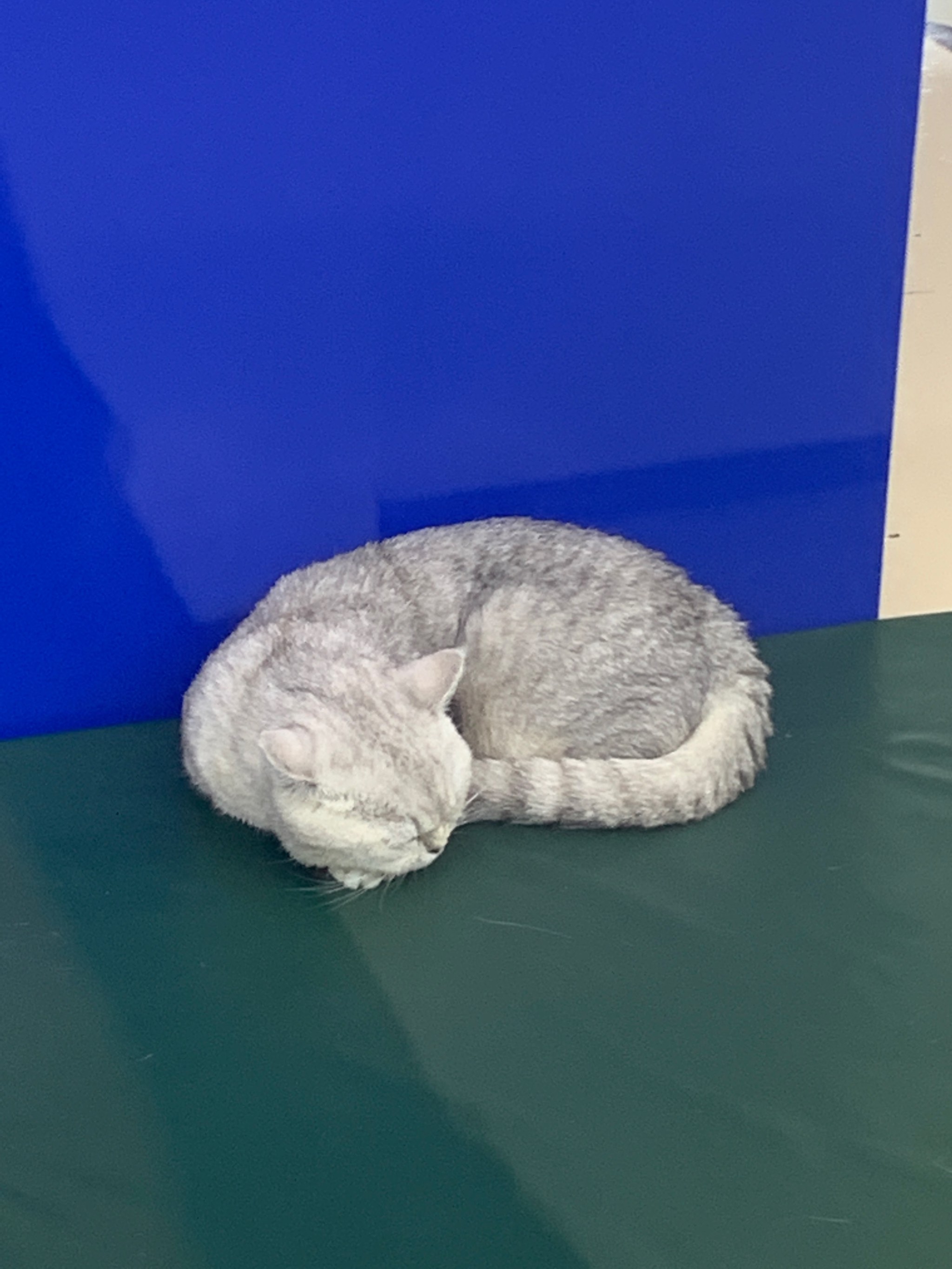 猫咪社区官网在线最新HD探索猫咪社区官网——最新动态与互动体验-第2张图片