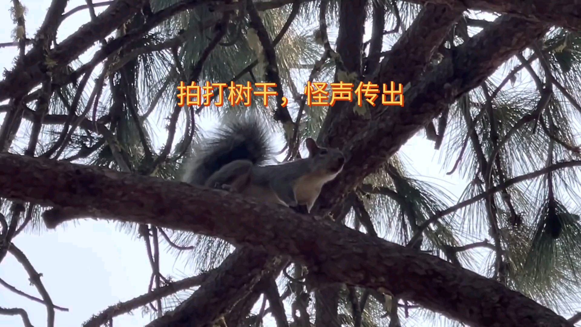 结合处发出滋滋的拍打声音频是什么结合处发出的滋滋拍打声音频，探索与解析-第2张图片