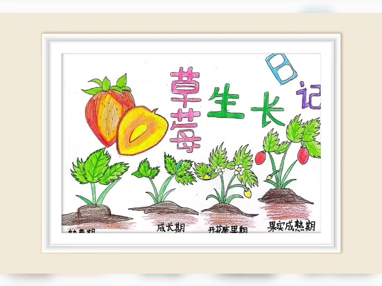 草莓香草丝瓜秋葵向日葵榴莲91五谷杂果的奇妙之旅——草莓、香草、丝瓜、秋葵、向日葵与榴莲的邂逅