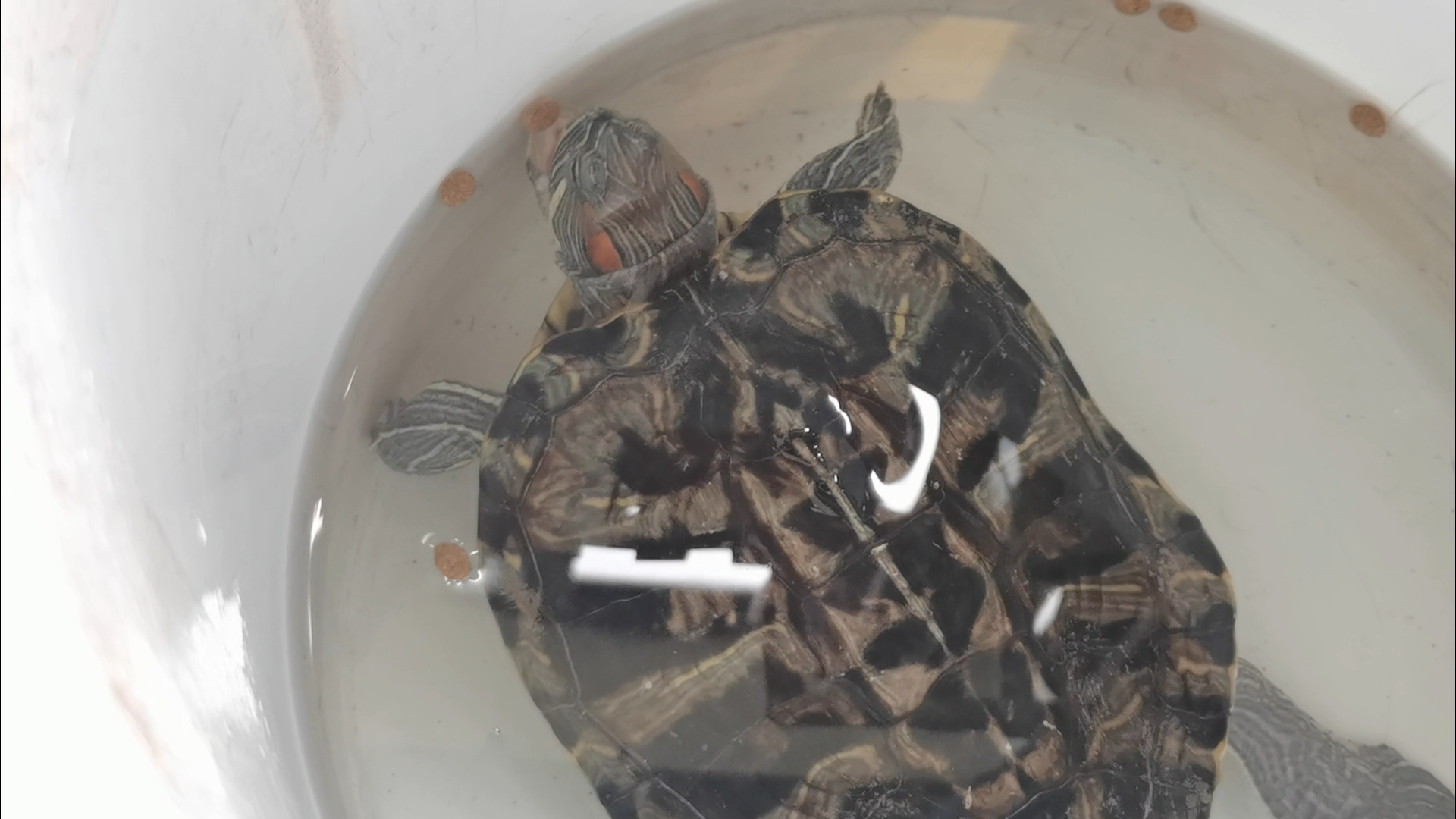 公么大龟弄得我好舒服秀婷秀婷的奇妙体验，与巨大龟的舒适互动-第1张图片