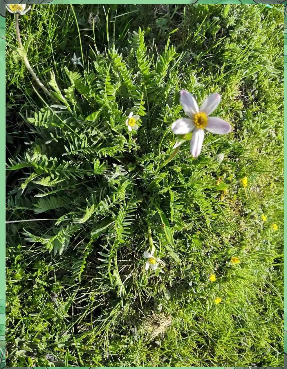 野花视频免费观看在线播放8高清资源野花视频在线免费观看，探索自然之美-第2张图片