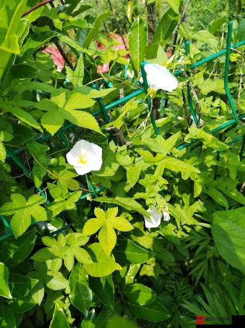 野花视频免费观看在线播放8高清资源野花视频在线免费观看，探索自然之美