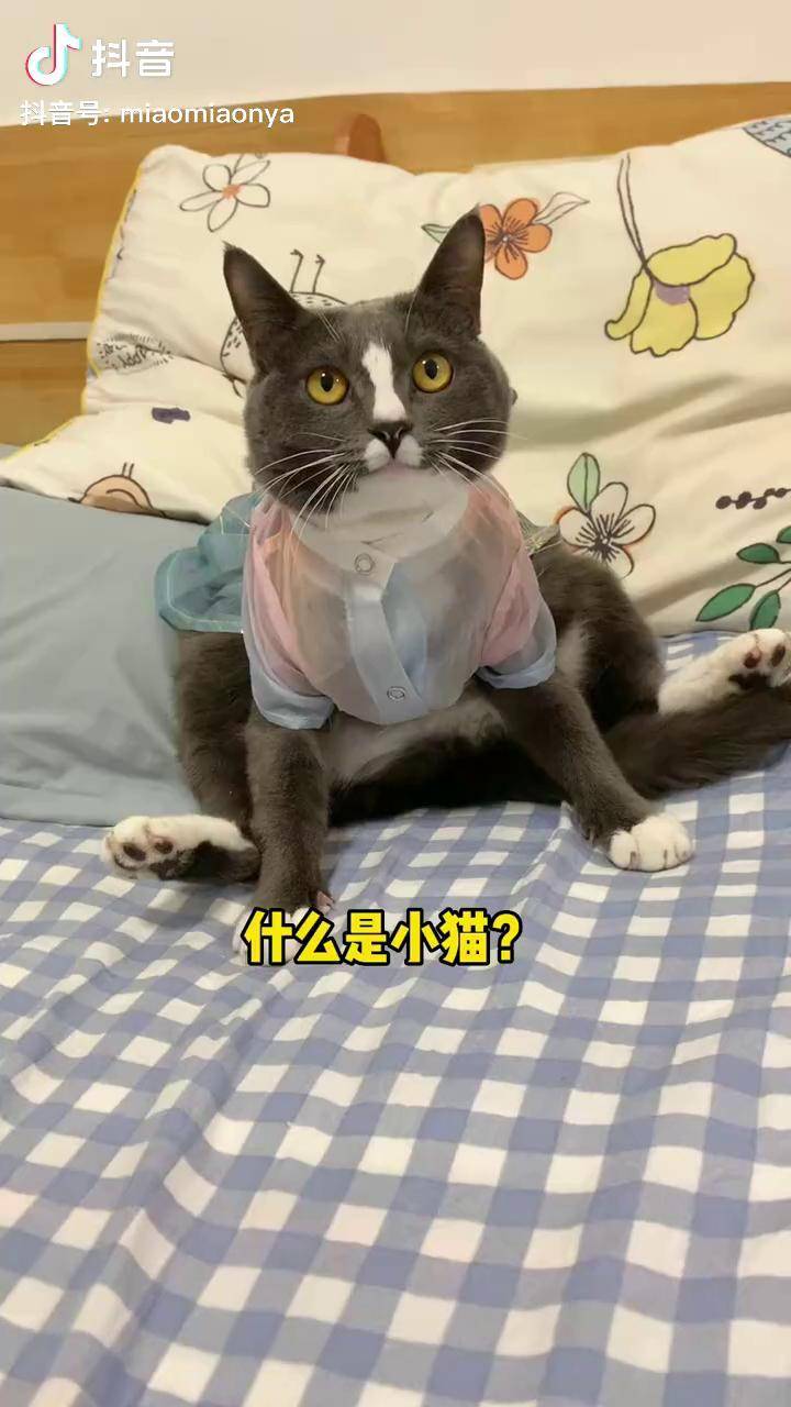 猫咪完美破解版永久猫咪完美破解版永久，探索与体验的乐趣